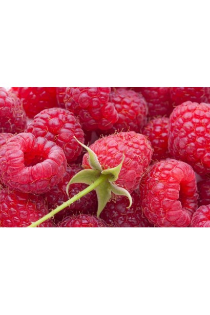 Малина ремонтантна Геракл - темно-червоні плоди